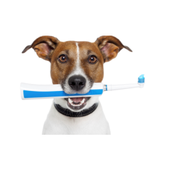 Догляд за зубами собак: важливість профілактики стоматологічних захворювань і вибір натуральних ласощів
