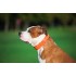 Нашийник для собак шкіряний WAUDOG Glamour з QR паспортом, без прикрас, Ш 25 мм, Дов 38-49 см, помаранчевий