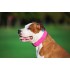 Нашийник для собак шкіряний WAUDOG Glamour з QR паспортом, без прикрас, Ш 25 мм, Дов 38-49 см, рожевий