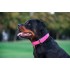 Нашийник для собак шкіряний WAUDOG Glamour з QR паспортом, без прикрас, Ш 25 мм, Дов 38-49 см, рожевий